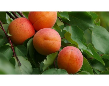 Prunus armeniaca - Abricotier -