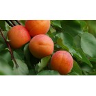Prunus armeniaca - Albaricoquero -