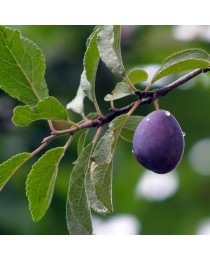 Prunus domestica - Plum tree - 
