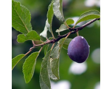 Prunus domestica - Ciruelo -