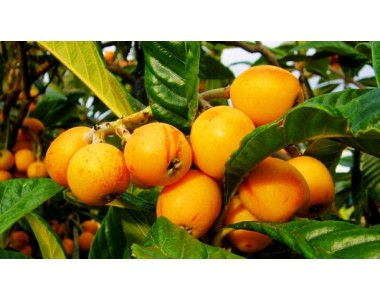 Nisperus japonica - Japanese medlar tree -