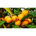 Nisperus japonica - Japanese medlar tree -