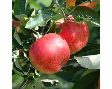 Malus domestica - Apple tree -