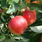 Malus domnestica - Apple tree -