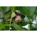 Juglans regia - Walnut tree -