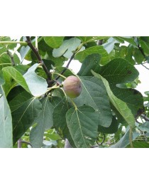 Ficus carica - Figuera -