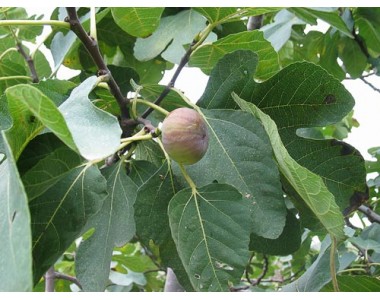 Ficus carica - Figuier - 