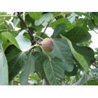 Ficus carica - Fig tree - 
