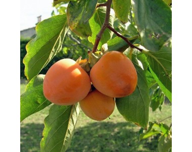 Diospyros kaki - Persimmon tree - 