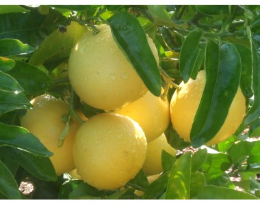Citrus x paridisi - Pomelo tree - 
