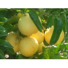 Citrus x paridisi - Grapefruit -