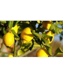 Citrus lemon - Limonero - 