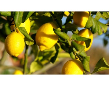 Citrus lemon - Citronnier -