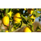 Citrus lemon - Citronnier -