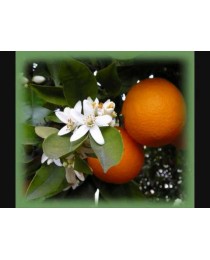 Citrus sinensis - Orange tree - 