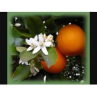 Citrus sinensis - Orange tree - 