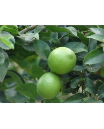 Citrus aurantifolia - Lima -