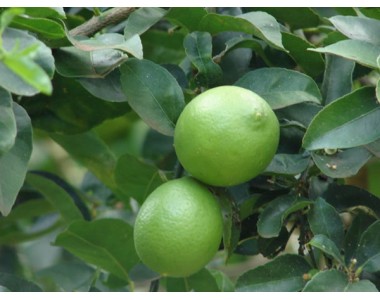 Citrus aurantifolia - Llima -