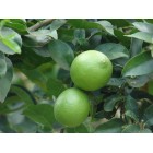 Citrus aurantifolia - Llima -