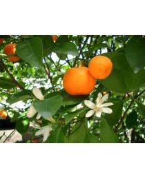 Citrus reticulata - Mandariner - 