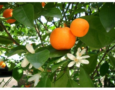 Citrus reticulata - Mandarin tree -