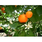 Citrus reticulata - Mandarino - 