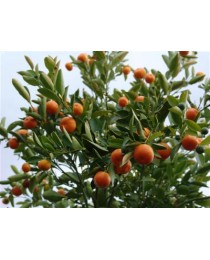 Citrofortunella microcarpa - Calamondin tree -  