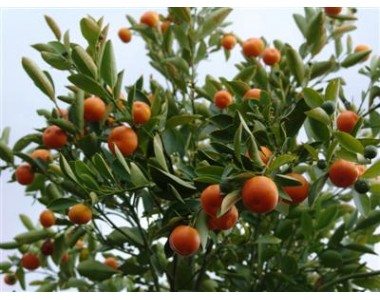 Citrofortunella microcarpa - Calamondin tree -  