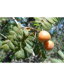 Sorbus domestica - Rowan tree -