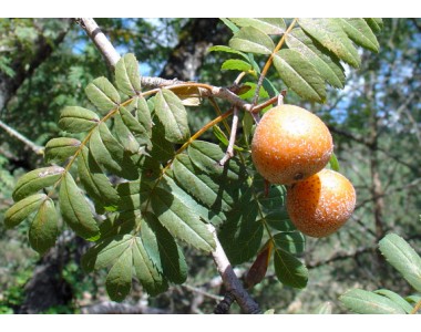 Sorbus domestica - Rowan tree -