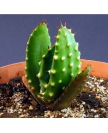 Aloe aculeata crous