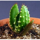 Aloe aculeata crous