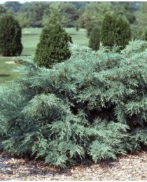 Juniperus pfitzeriana glauca