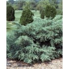 Juniperus pfitzeriana glauca