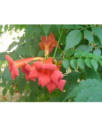 Bignonia grandiflora