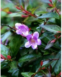 Abelia chinensis 'Edward Goucher'