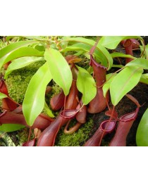 Nepenthes spp