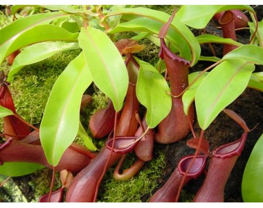 Nepenthes spp