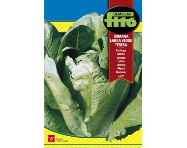Lettuce﻿ long green 'Teresa' 8 gr.