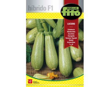 Zucchini Lucero  (40 seeds)