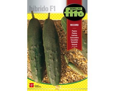 Cucumber Record (60 seeds)
